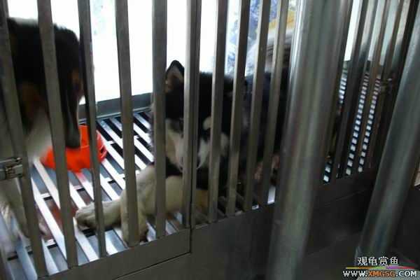 [ԭ��]����&����ʯʨһ����,�����˾�Υ��BELL��LEO