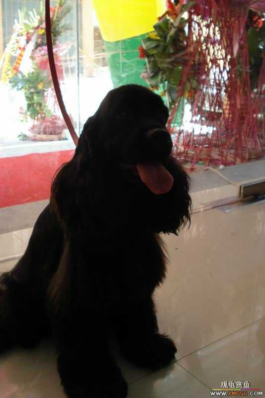 [ԭ��]����&����ʯʨһ����,�����˾�Υ��BELL��LEO