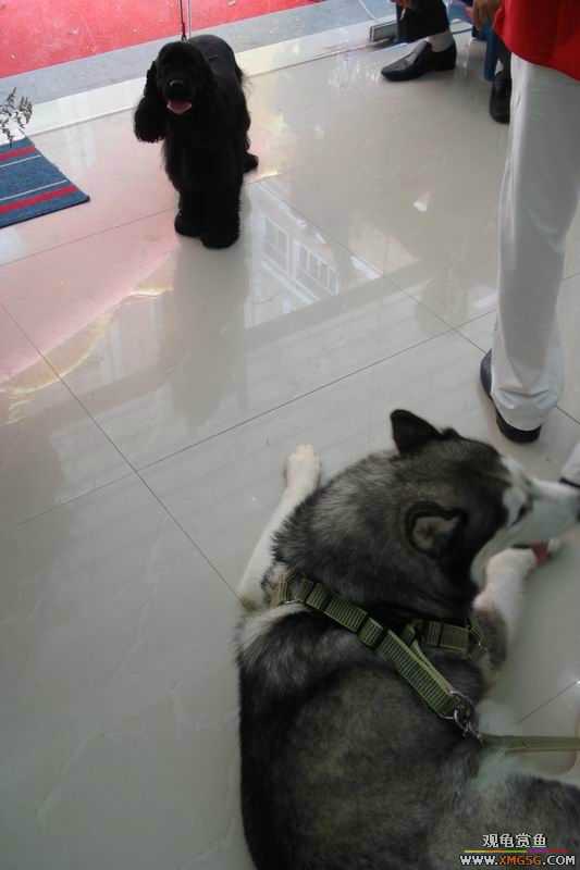 [ԭ��]����&����ʯʨһ����,�����˾�Υ��BELL��LEO