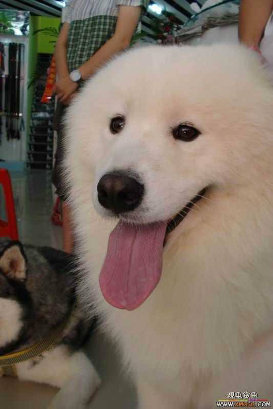 [ԭ��]����&����ʯʨһ����,�����˾�Υ��BELL��LEO