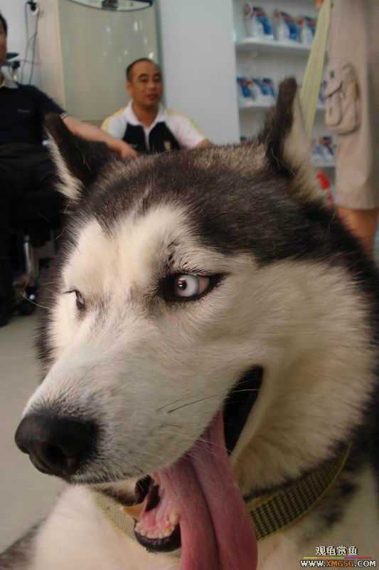 [ԭ��]����&����ʯʨһ����,�����˾�Υ��BELL��LEO