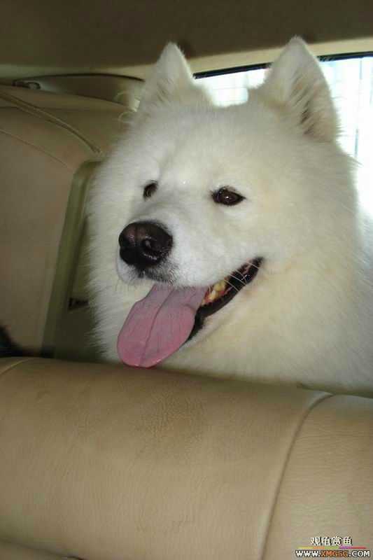 [ԭ��]����&����ʯʨһ����