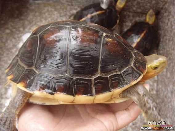 [�Ƽ�]���ĸ��߱�ϸ�ư���ĸԵ,����