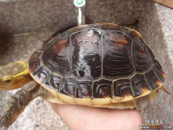 [�Ƽ�]���ĸ��߱�ϸ�ư���ĸԵ,����