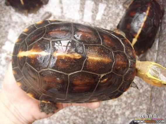 [�Ƽ�]���ĸ��߱�ϸ�ư���ĸԵ,����