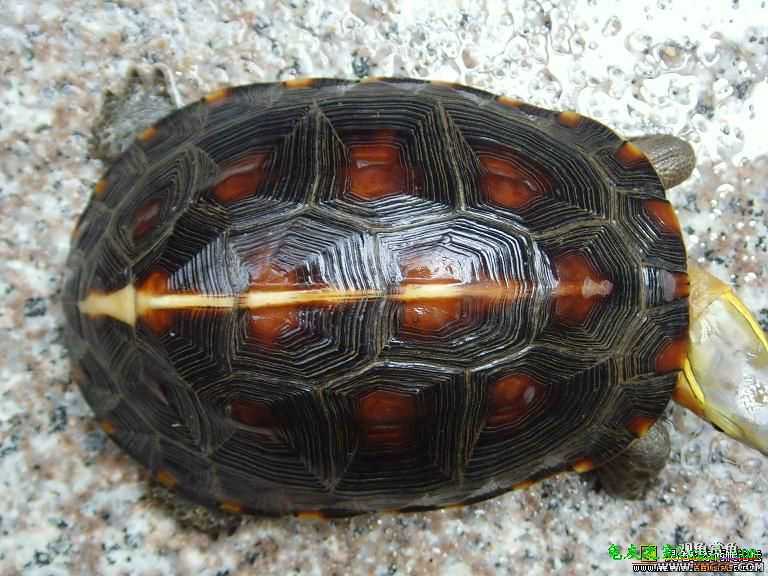 [�Ƽ�]���ĸ��߱�ϸ�ư���ĸԵ,����