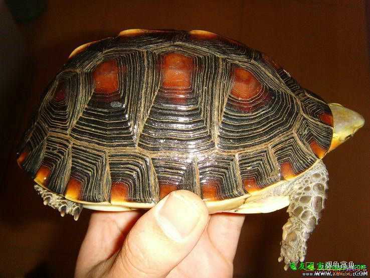 [�Ƽ�]���ĸ��߱�ϸ�ư���ĸԵ,����