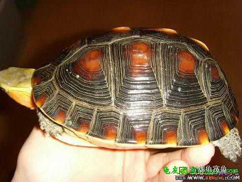 [�Ƽ�]���ĸ��߱�ϸ�ư���ĸԵ,����