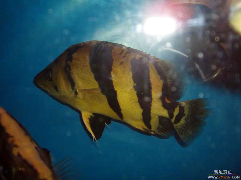 ת��̩����һֻ����Ϊ�ϴ��