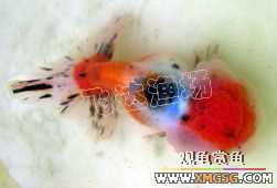 �人èʨ��ֳ����.�ɴ������ֳ��.�Ͻ���������