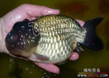 �人èʨ��ֳ����.�ɴ������ֳ��.�Ͻ���������