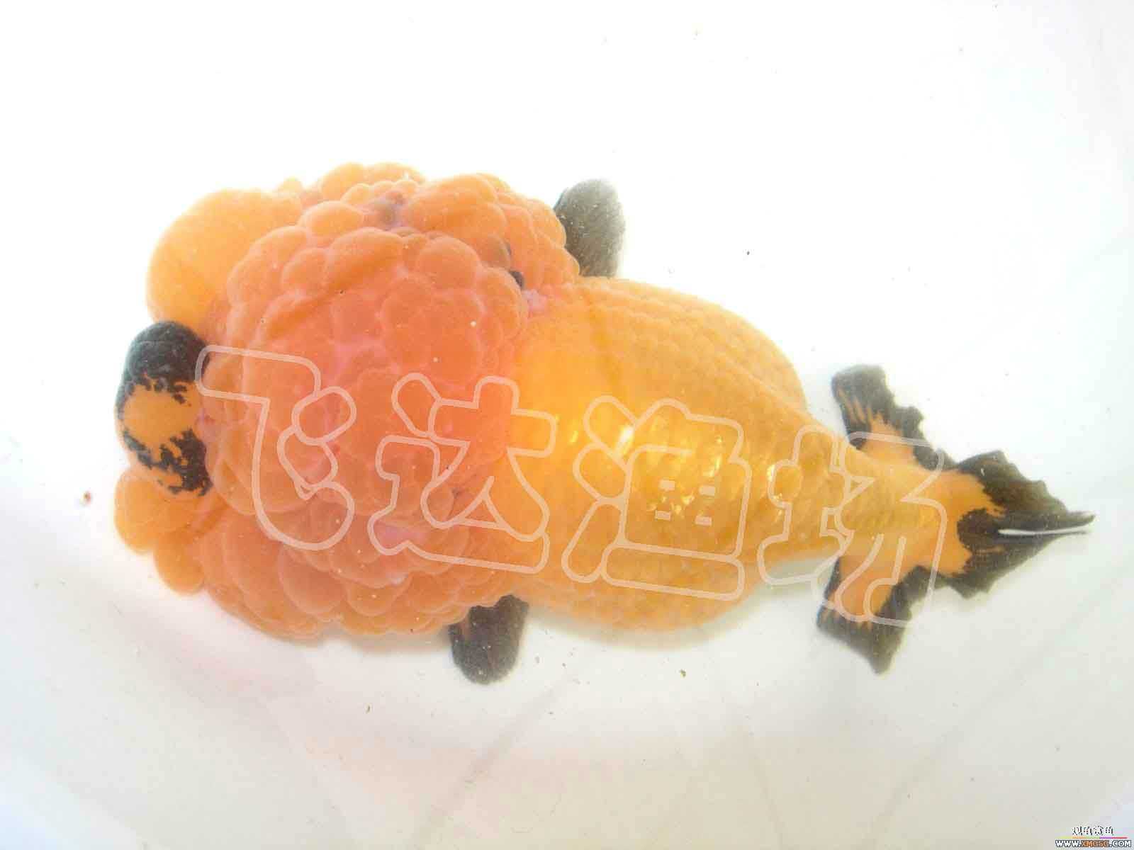 �人èʨ��ֳ����.�ɴ������ֳ��.�Ͻ���������