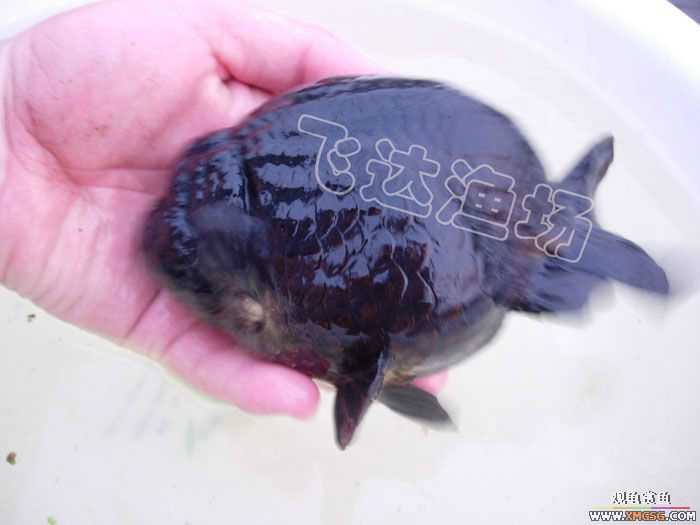 �人èʨ��ֳ����.�ɴ������ֳ��.�Ͻ���������