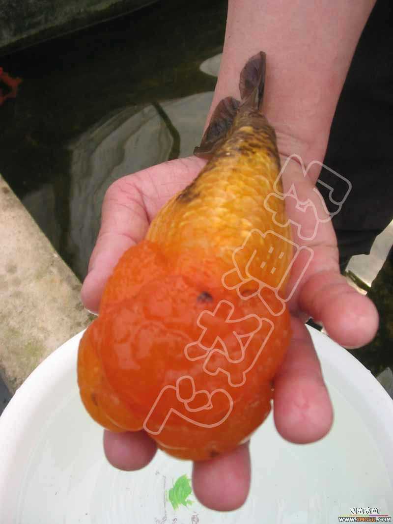 �人èʨ��ֳ����.�ɴ������ֳ��.�Ͻ���������