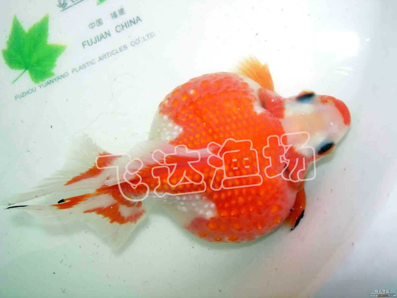 �人èʨ��ֳ����.�ɴ������ֳ��.�Ͻ���������