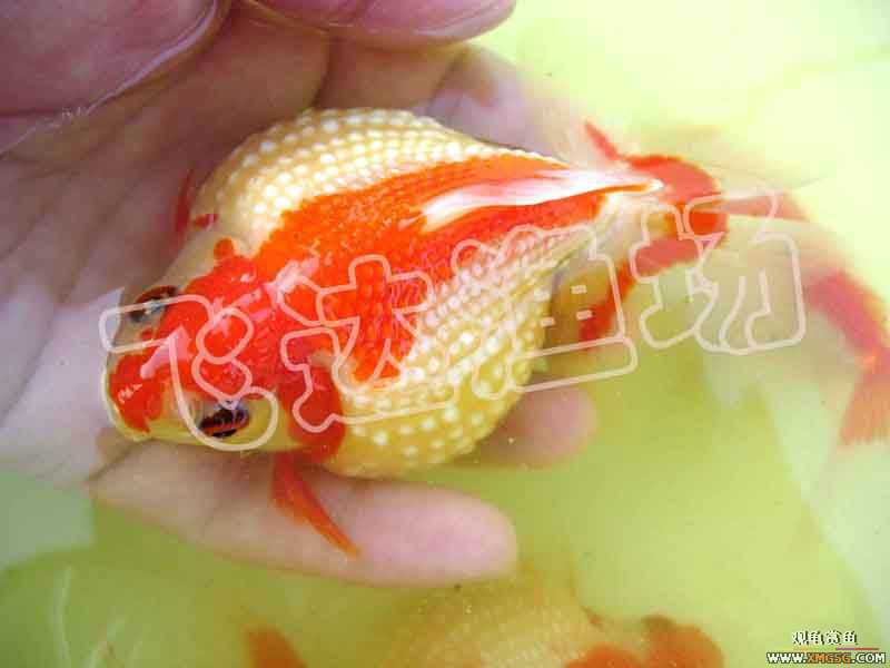 �人èʨ��ֳ����.�ɴ������ֳ��.�Ͻ���������