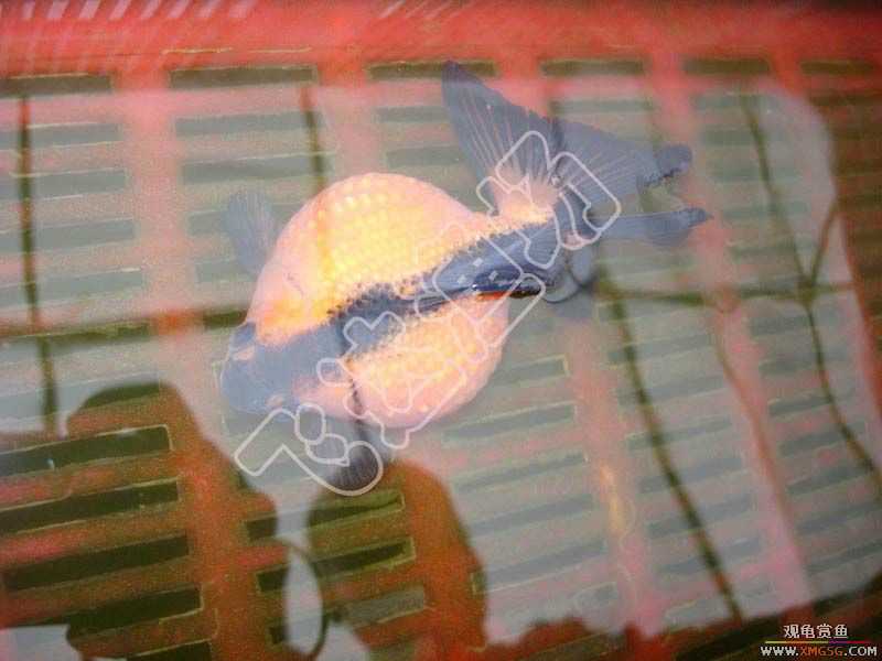 �人èʨ��ֳ����.�ɴ������ֳ��.�Ͻ���������