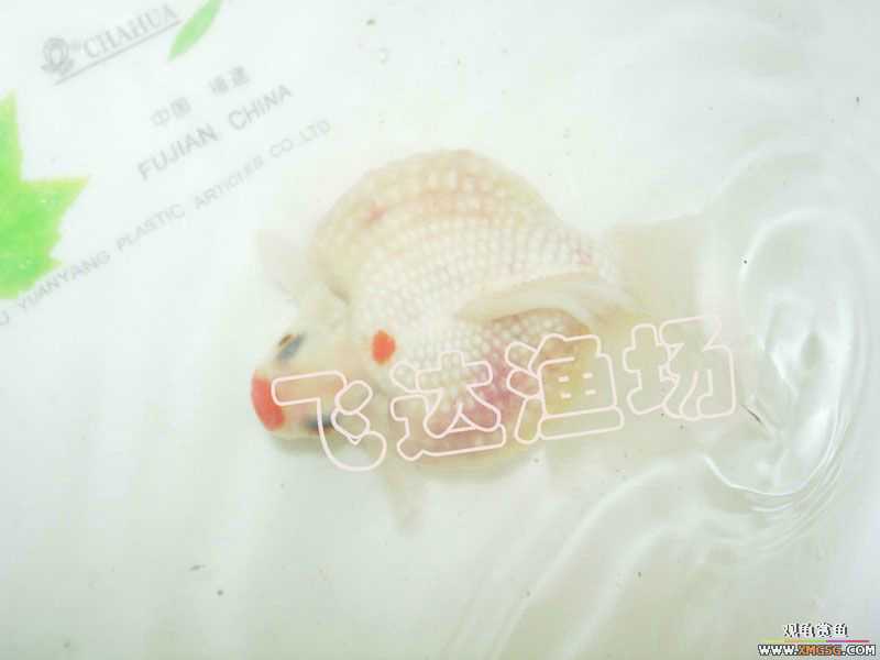 �人èʨ��ֳ����.�ɴ������ֳ��.�Ͻ���������