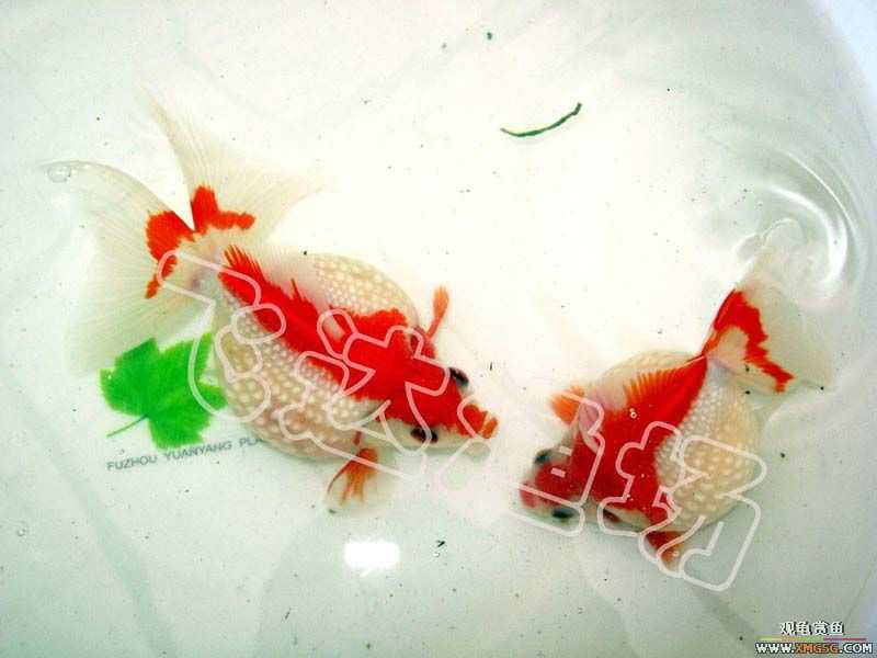 �人èʨ��ֳ����.�ɴ������ֳ��.�Ͻ���������