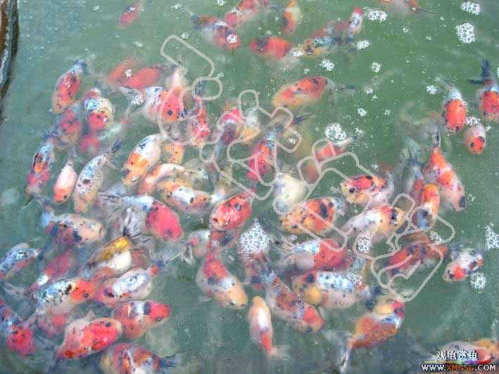 �人èʨ��ֳ����.�ɴ������ֳ��.�Ͻ���������