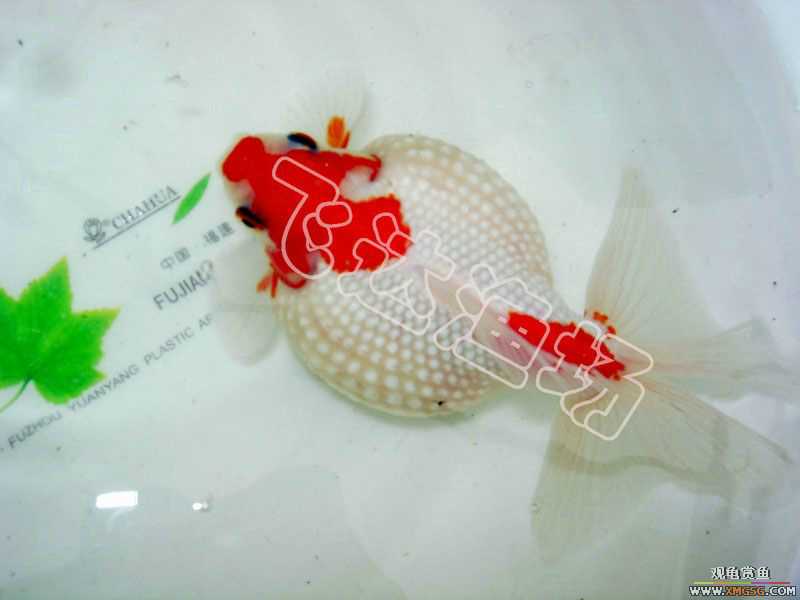 �人èʨ��ֳ����.�ɴ������ֳ��.�Ͻ���������