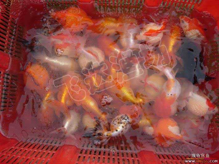 �人èʨ��ֳ����.�ɴ������ֳ��.�Ͻ���������