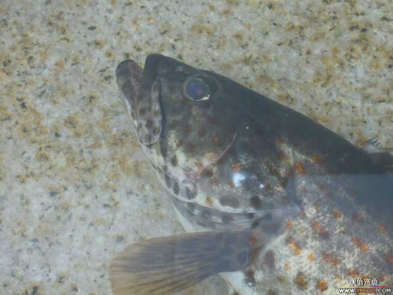 Ϊ�����ź���,�ڳ���Ѫ!