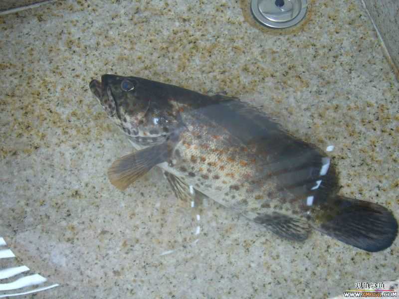 Ϊ�����ź���,�ڳ���Ѫ!