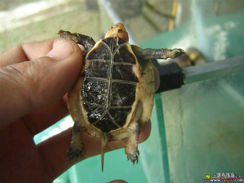 [ע��]Ԥ�ۼ��������İ���Ұ����Ե����