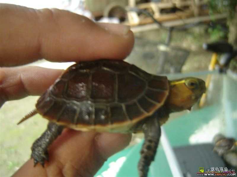 [ע��]Ԥ�ۼ��������İ���Ұ����Ե����