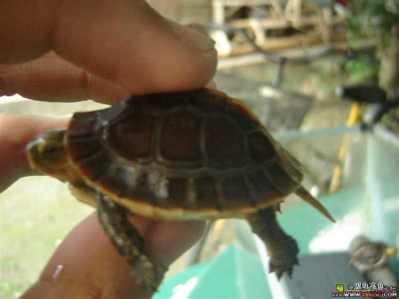 [ע��]Ԥ�ۼ��������İ���Ұ����Ե����