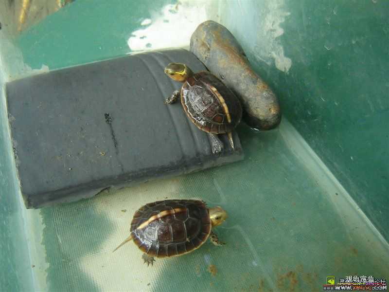 [ע��]Ԥ�ۼ��������İ���Ұ����Ե����