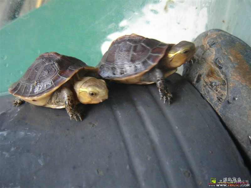 [ע��]Ԥ�ۼ��������İ���Ұ����Ե����