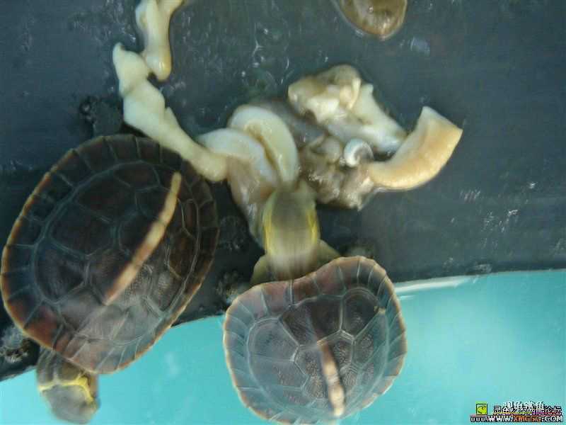 [ע��]Ԥ�ۼ��������İ���Ұ����Ե����