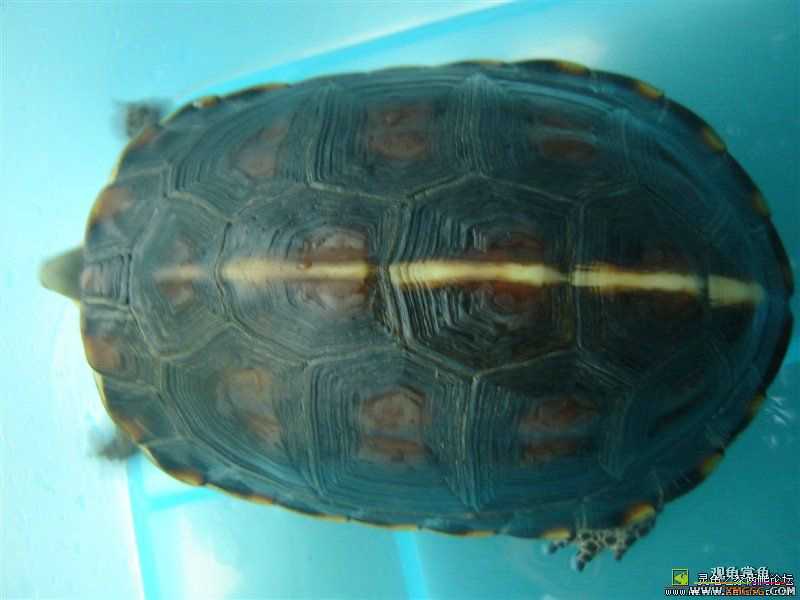 [ע��]Ԥ�ۼ��������İ���Ұ����Ե����