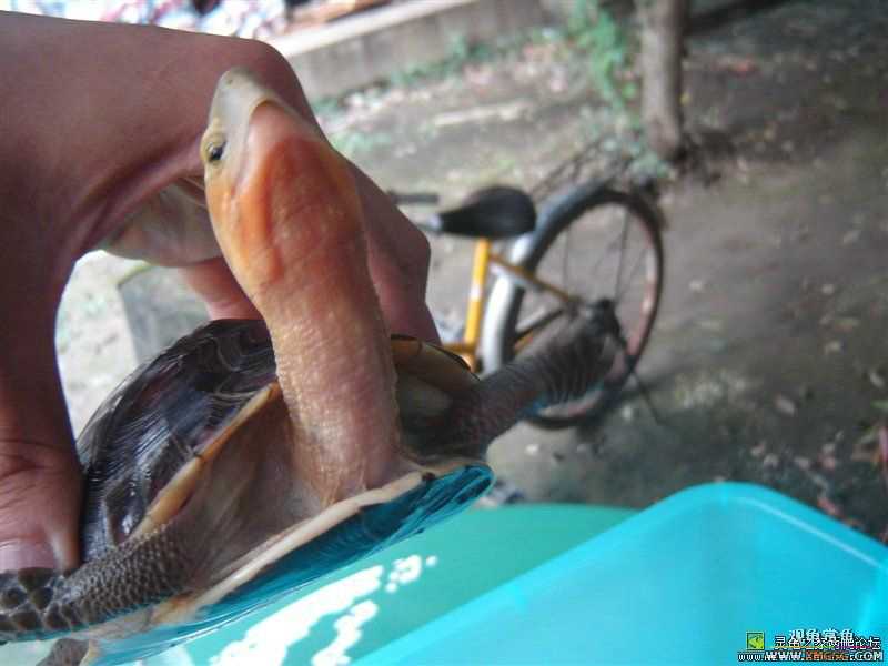 [ע��]Ԥ�ۼ��������İ���Ұ����Ե����