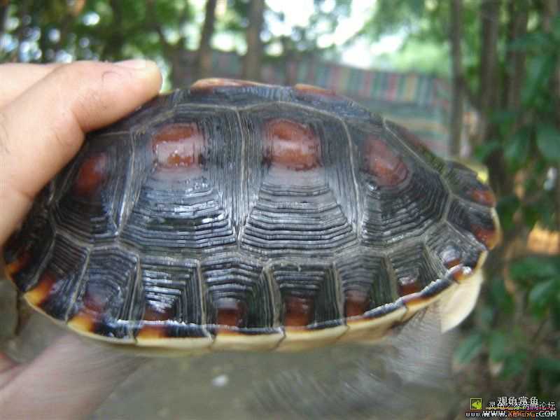 [ע��]Ԥ�ۼ��������İ���Ұ����Ե����