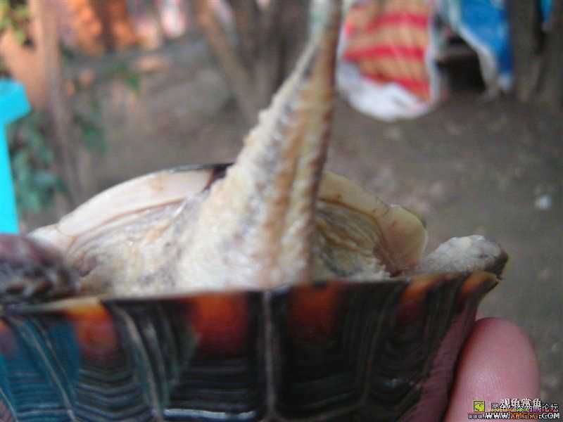 [ע��]Ԥ�ۼ��������İ���Ұ����Ե����