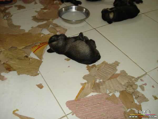 [ԭ��]�����������~~~~---�����������һ����