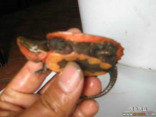 ����ɽ��С��ӥ�����ͨСӥ��