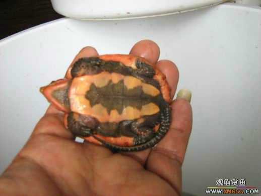 ����ɽ��С��ӥ�����ͨСӥ��