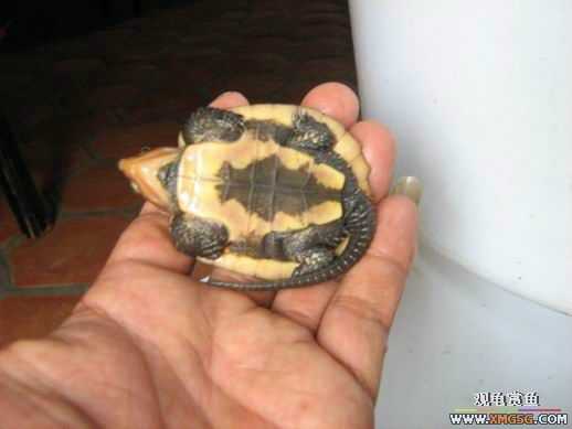 ����ɽ��С��ӥ�����ͨСӥ��