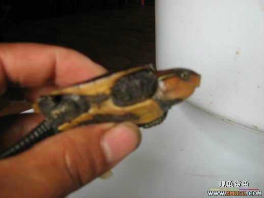 ����ɽ��С��ӥ�����ͨСӥ��