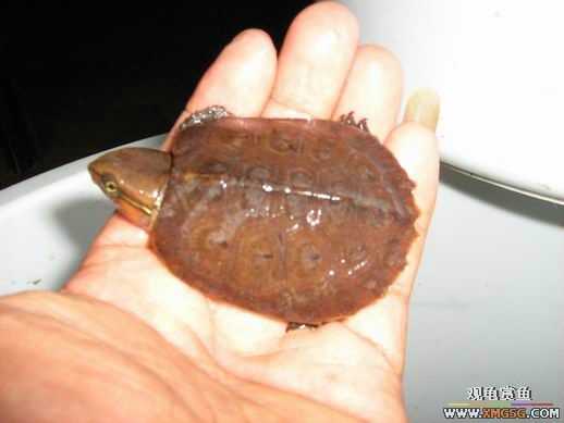 ����ɽ��С��ӥ�����ͨСӥ��