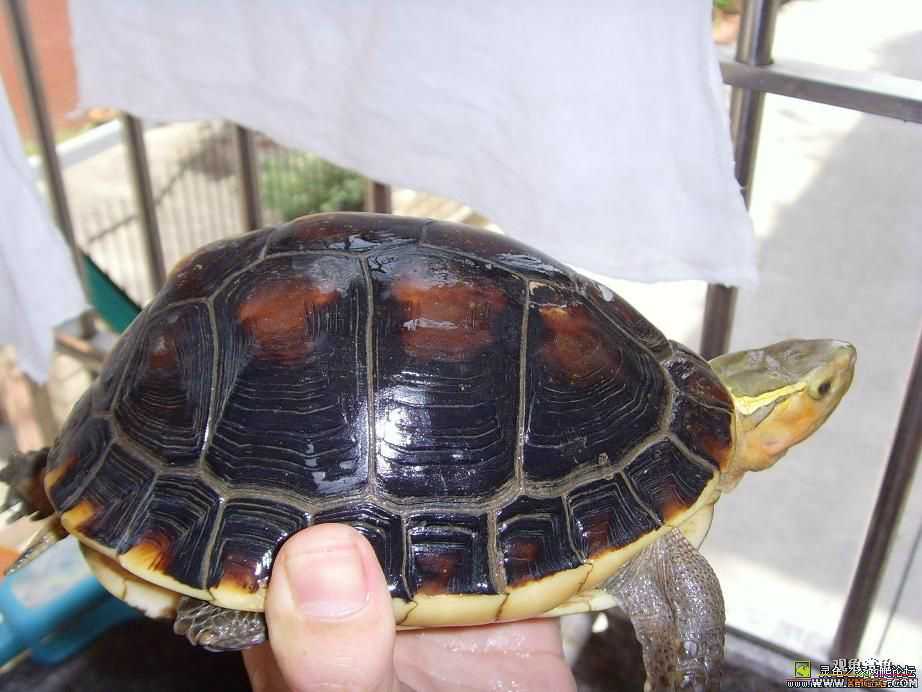 [�Ƽ�]��ֻͭƤĸ��Ե