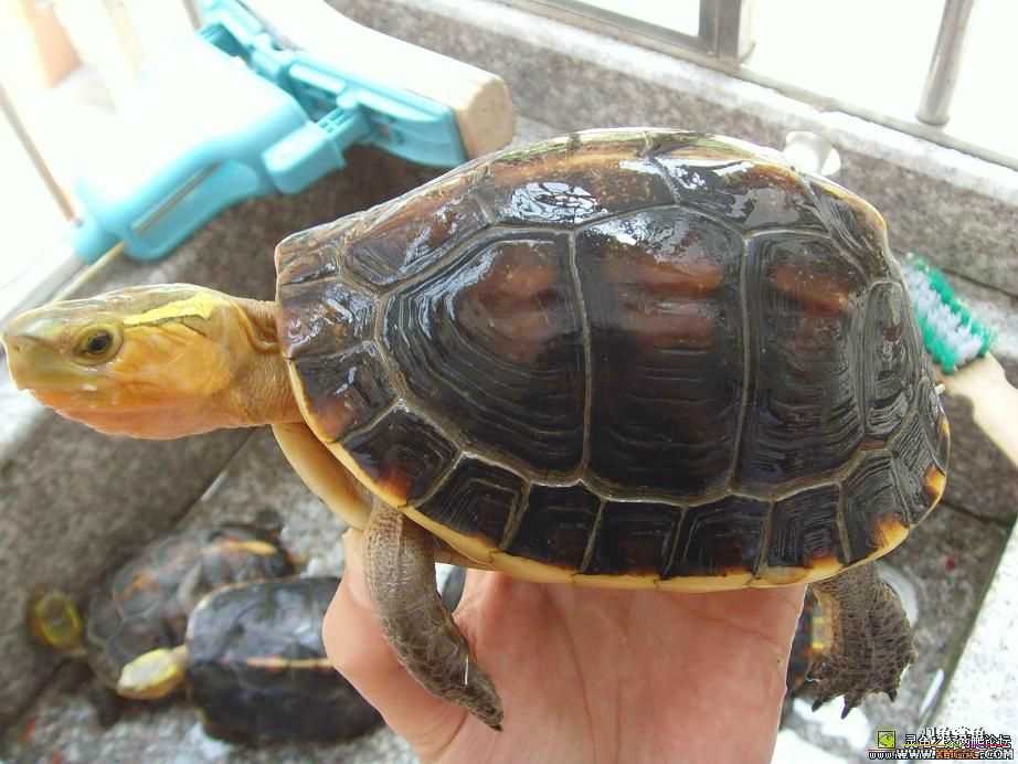 [�Ƽ�]��ֻͭƤĸ��Ե