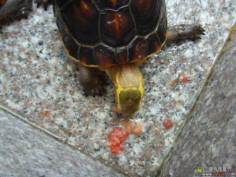 [�Ƽ�]��ֻͭƤĸ��Ե