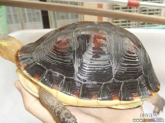 [�Ƽ�]�������߱�ϸ��ĸ����ĸԵ