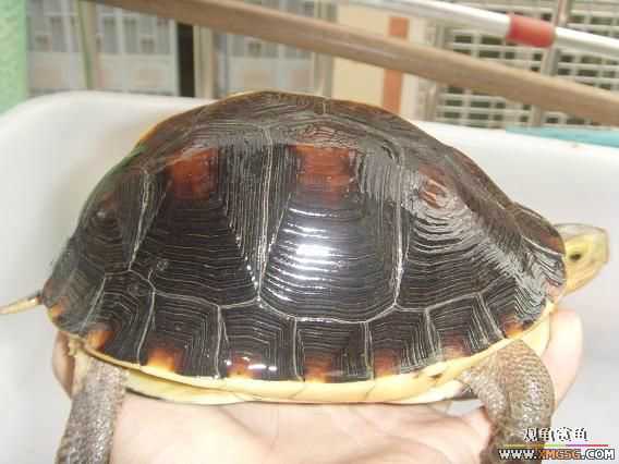 [�Ƽ�]�������߱�ϸ��ĸ����ĸԵ