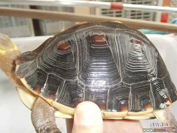 [�Ƽ�]�������߱�ϸ��ĸ����ĸԵ